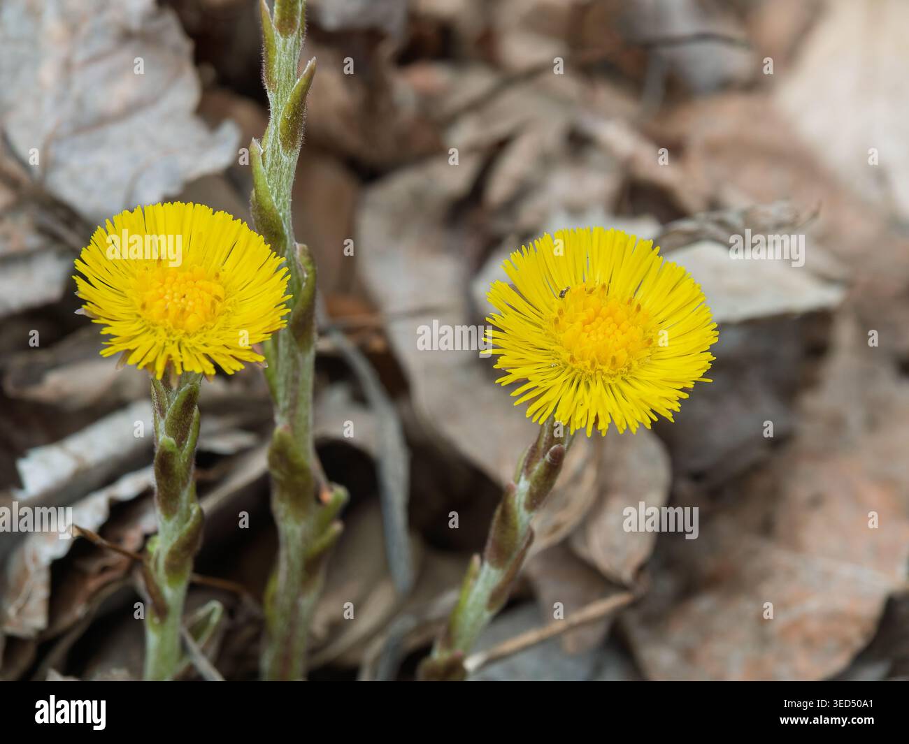 Primo piano i fiori di Coltsfoot in fiore, Quebec, Canada Foto Stock