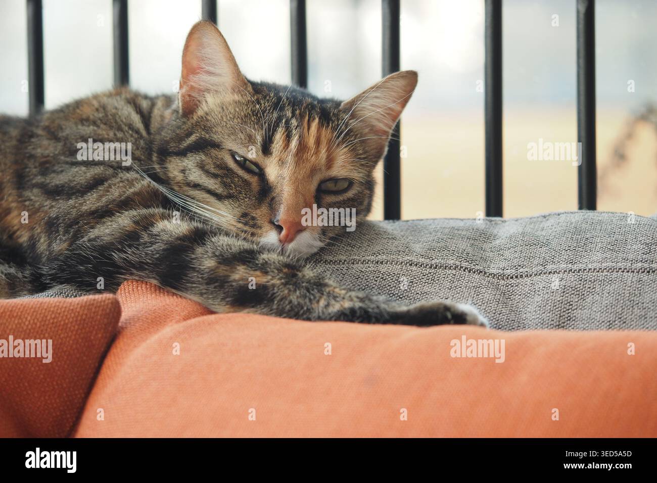 Il gatto poggia sul divano in una stanza soleggiata durante il giorno Foto Stock