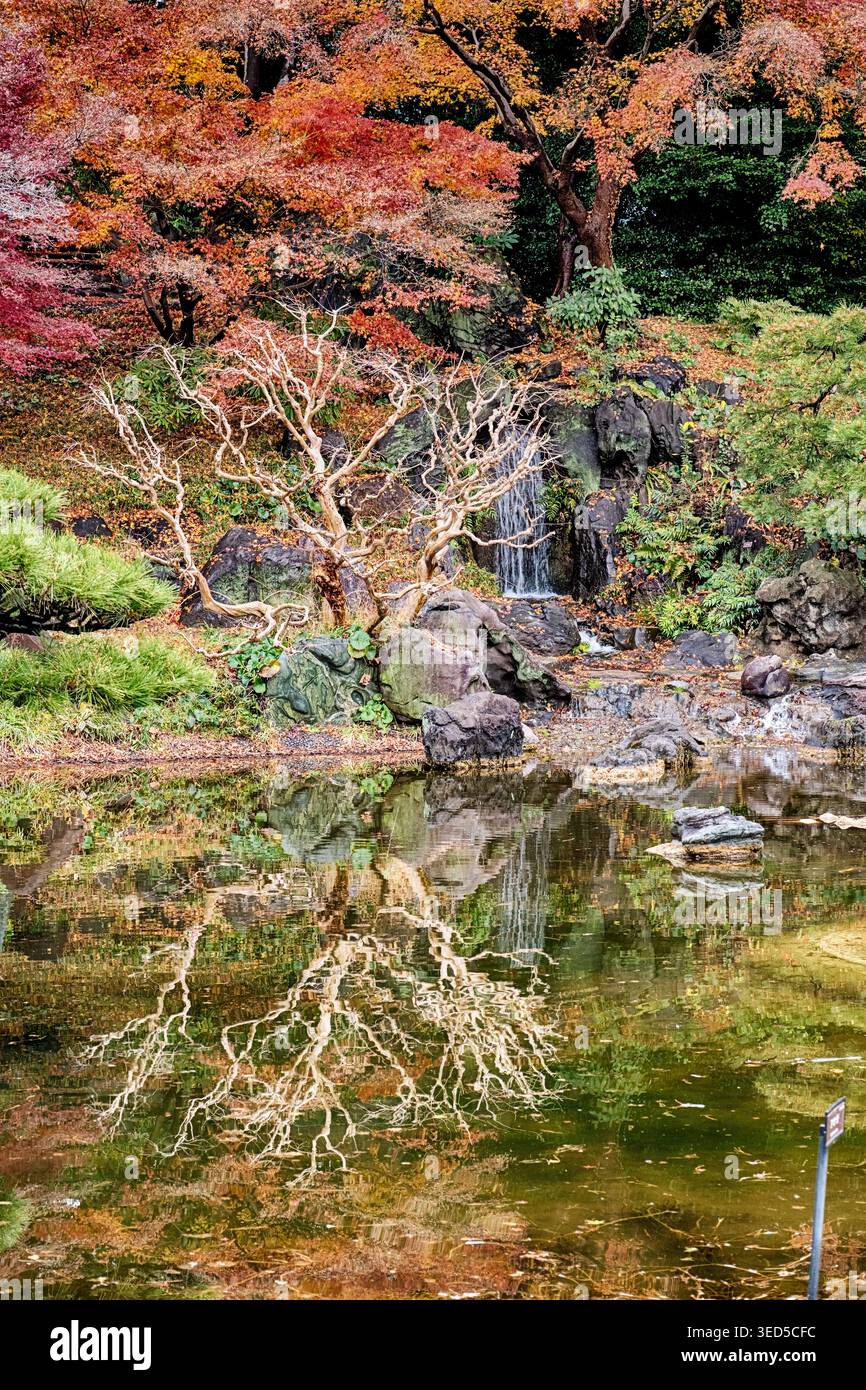 Il colore delle foglie autunnali sugli alberi d'acero giapponese mette in risalto un albero arido e una piccola cascata nei Giardini nazionali di Tokyo. Foto Stock