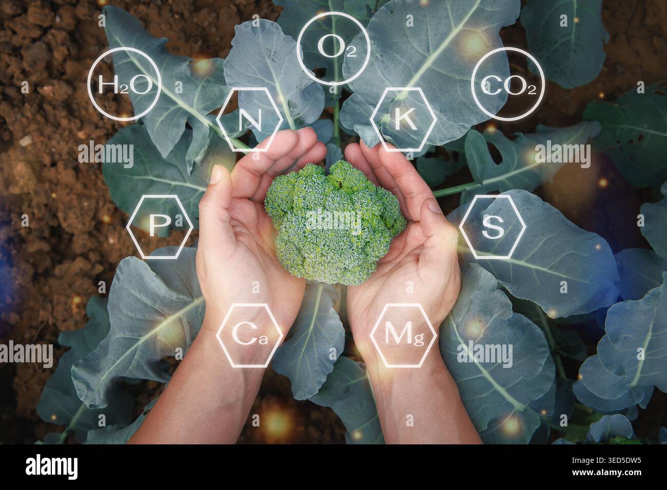 Germogli di Broccoli al centro delle icone dei minerali. Agricoltore che controlla la pianta fresca di lattuga di broccoli, verdure biologiche nell'allevamento vivaistico. Affari e. Foto Stock
