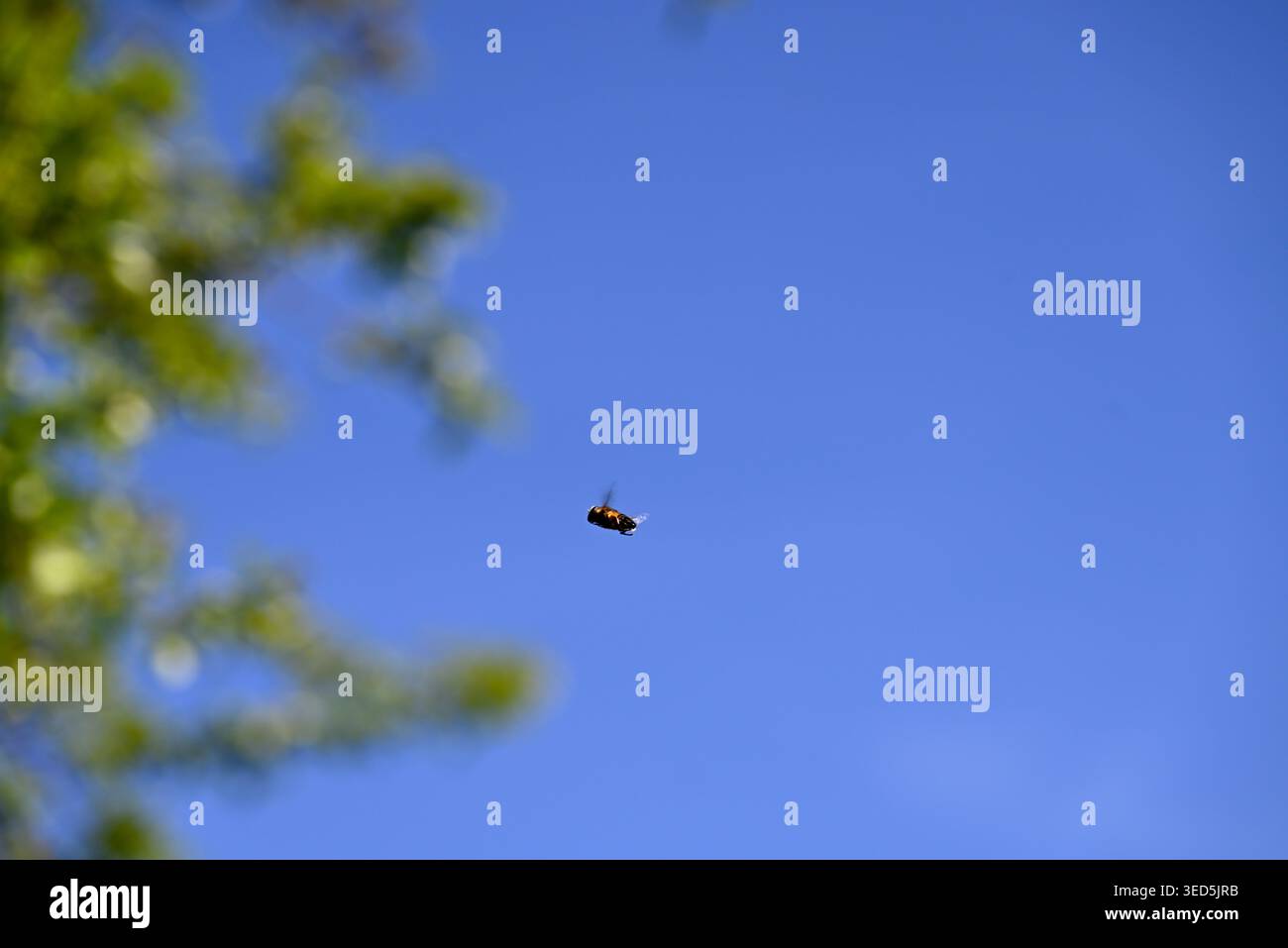 Hoverfly è stato preso in volo. Hoverfly fotografato durante il volo di fronte all'albero verde e al cielo blu. Foto Stock