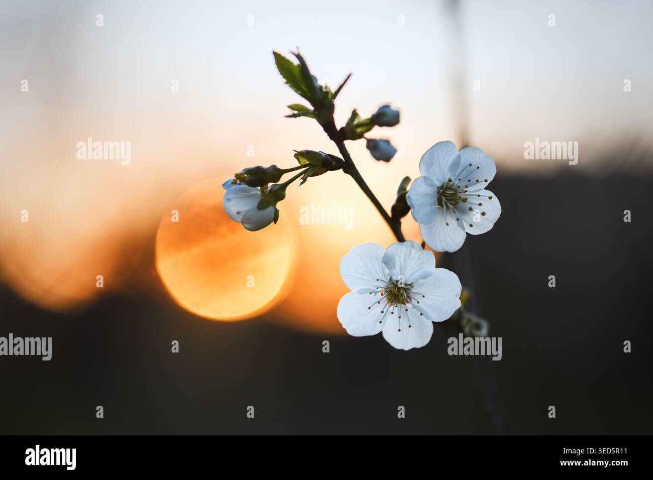 Fiori di ciliegio bianco al tramonto, calda sfera bokeh dorata dietro petali traslucidi, venature retroilluminate e luce soffusa sul bordo, atmosfera intima del giardino con fondali bassi Foto Stock