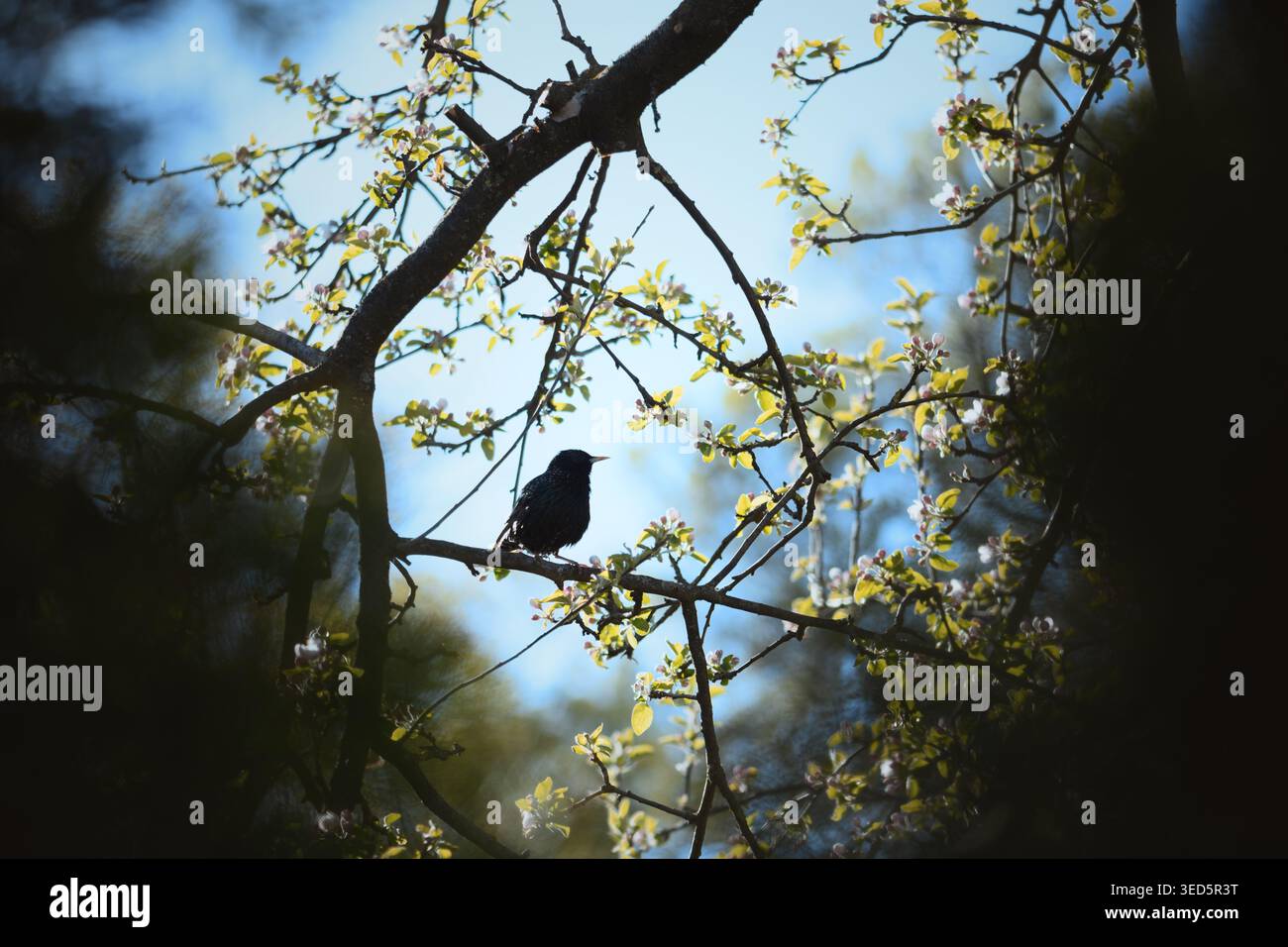 Solitario uccello stellato arroccato tra i rami di meli, silhouette scura incorniciata da cielo e gemme teneri, tranquilla scena primaverile che suggerisce osservatore e nido nascosto, contrastanza Foto Stock