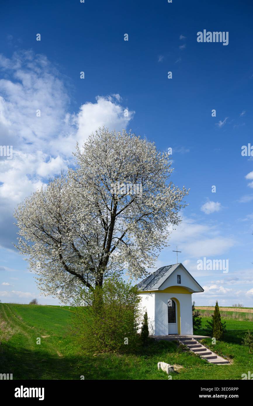 Albero in fiore accanto alla cappella rurale, fiori bianchi coprono rami su prato verde sotto il cielo azzurro con nuvole sparse, scalini in pietra conducono al piccolo santuario Foto Stock