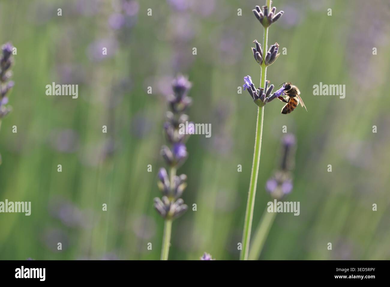 Api mellifera (Apis mellifera) che raccolgono nettare su fiori di lavanda viola in un prato di primavera soleggiato Foto Stock