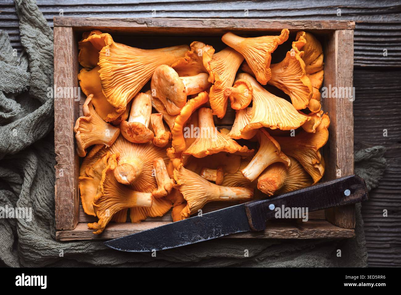 Funghi canterelle su vassoio in legno rustico con coltello. Cibo biologico, funghi forestali, cucina autunnale Foto Stock