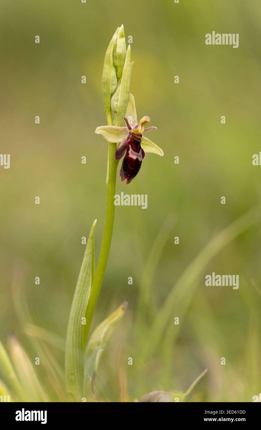 Orchidea delle api x Fly Orchidea ibrida - Ophrys x pietschii Foto Stock
