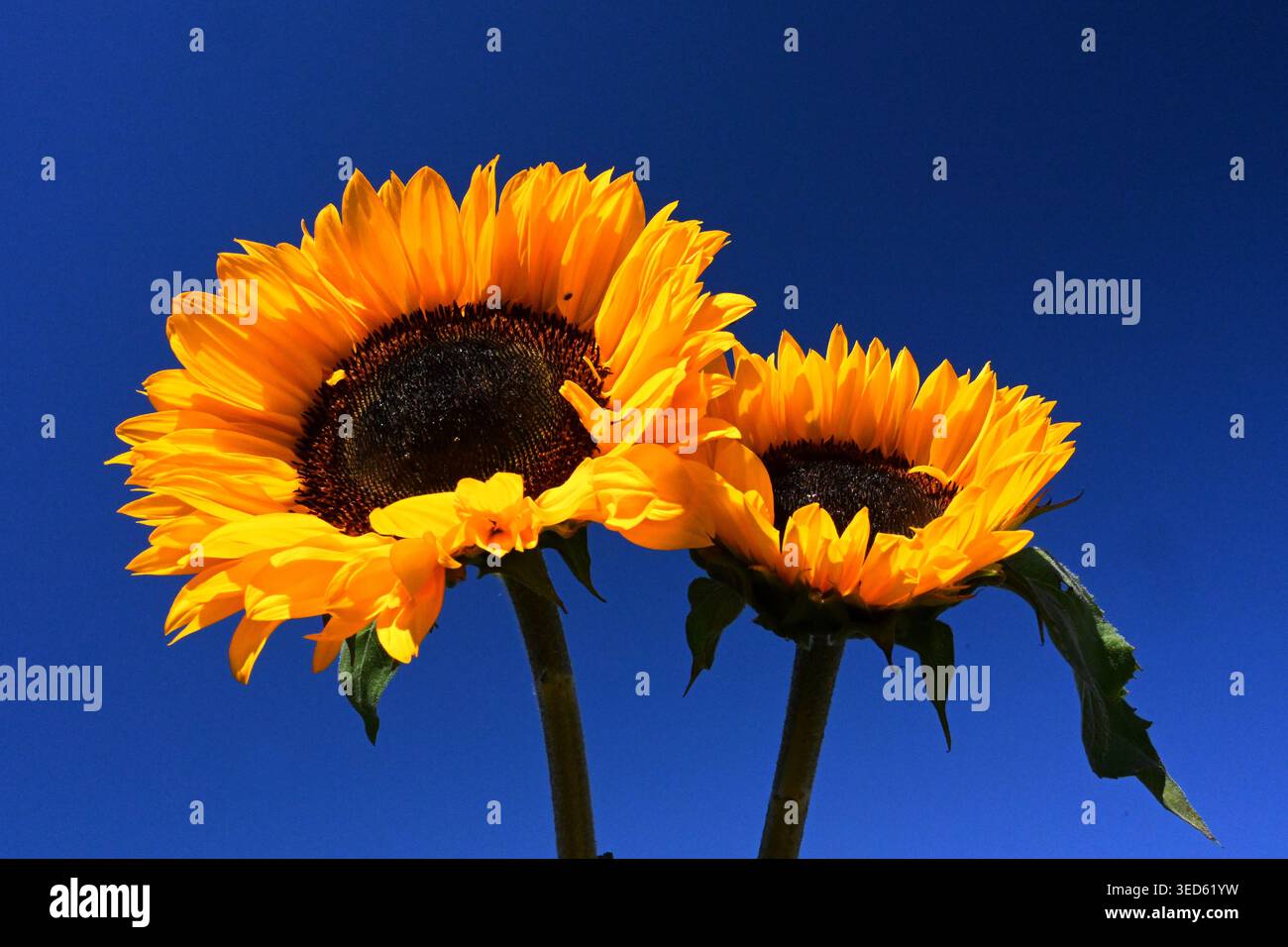 Il comune Girasole in fiore, Helianthus annuus. Girasole Foto Stock