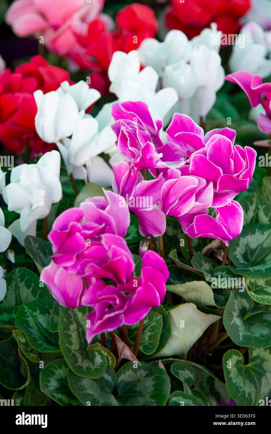 Fiori persici di ciclamino rosa con foglie a motivi verdi Foto Stock