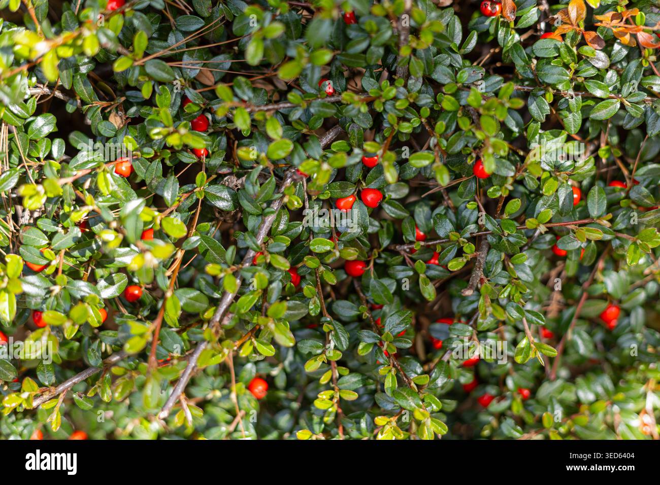 Arbusto Evergreen con bacche rosse luminose. Primo piano di foglie di arbusto sempreverdi lucide con frutti di bosco rossi vivaci, creando un colorato fogliame naturale del giardino Foto Stock