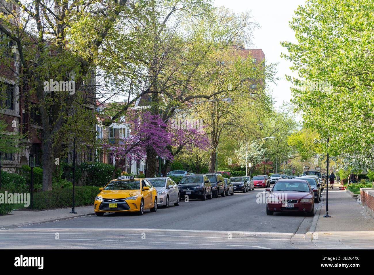 Chicago, il, Stati Uniti d'America - 25/04/2017: Urban Street con fioritura Purple Tree Foto Stock
