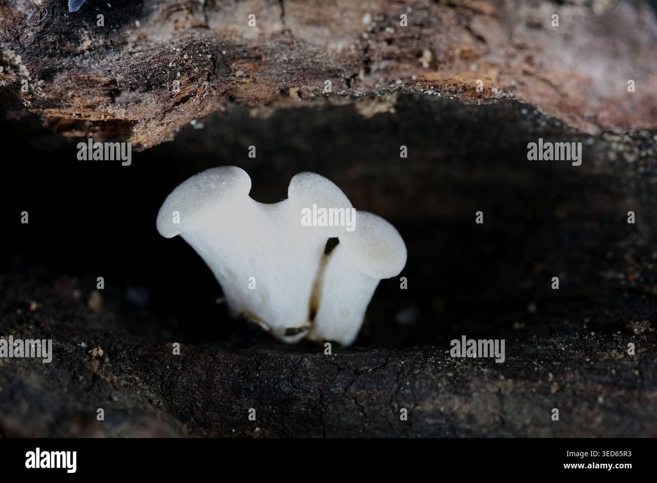 Funghi bianchi che crescono su legno scuro Foto Stock