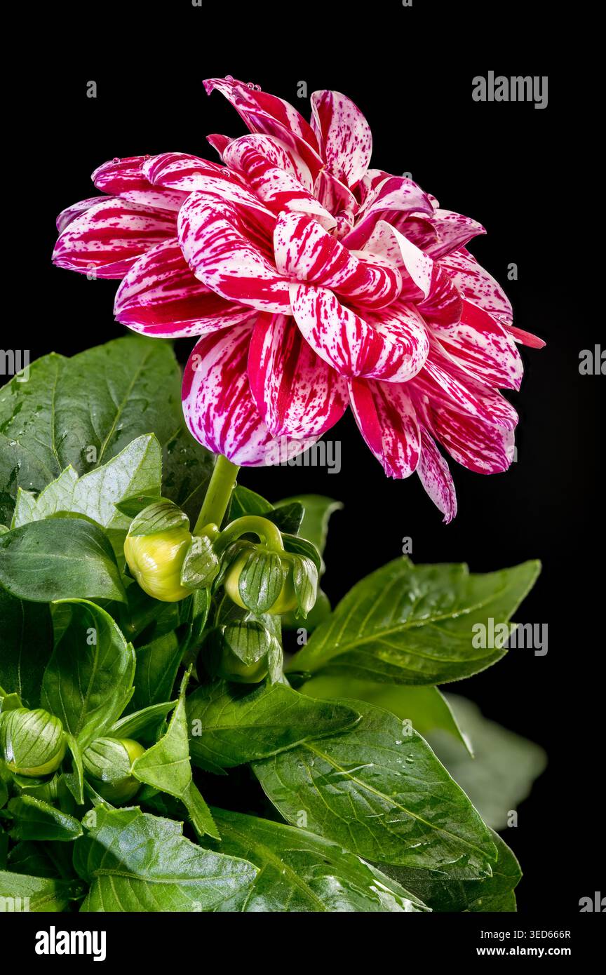 Fiore Dahlia con petali a righe rosse e bianche su nero Foto Stock