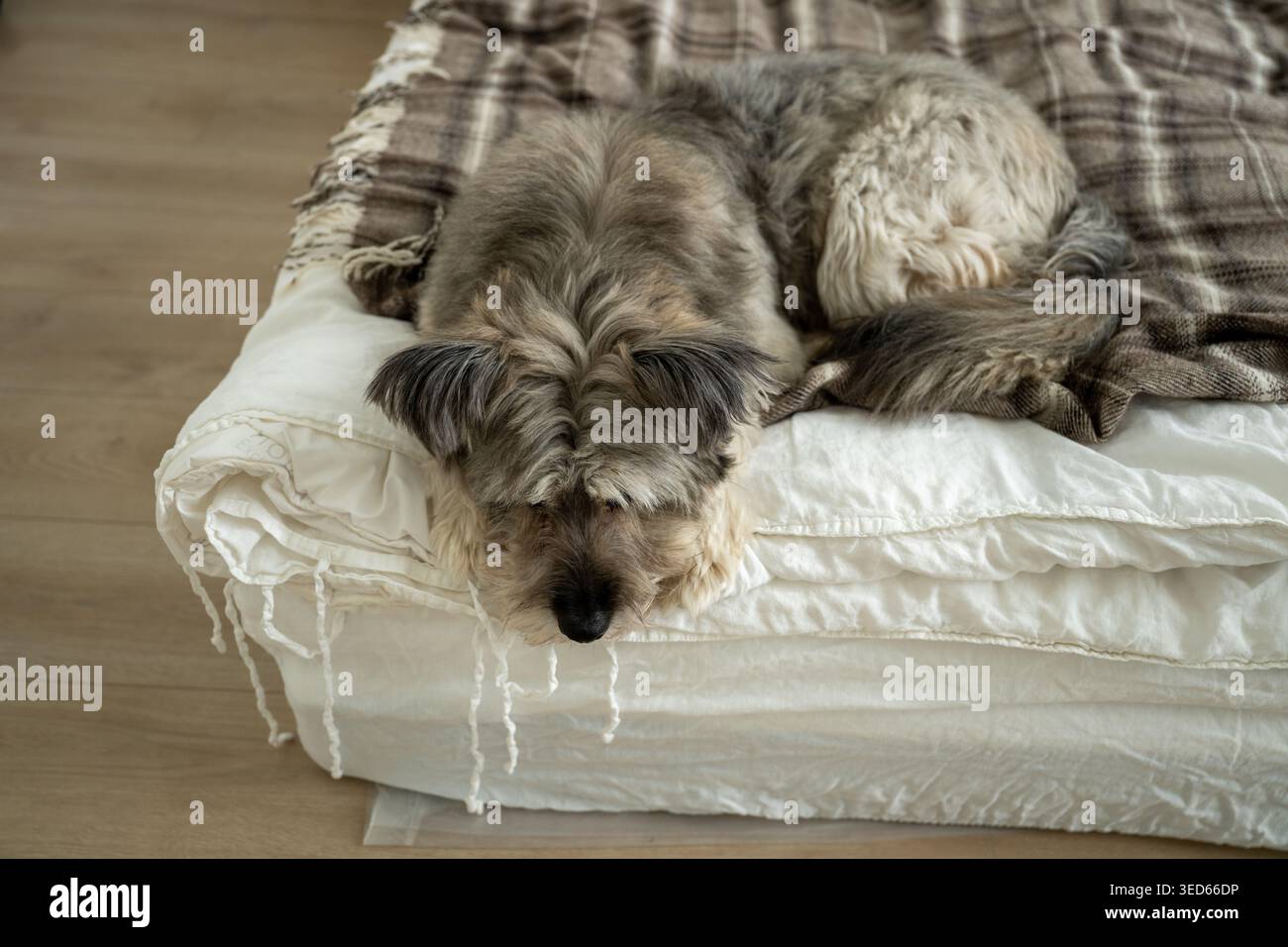 Soffice cane che riposa sul letto con coperta nell'accogliente interno della camera da letto Foto Stock