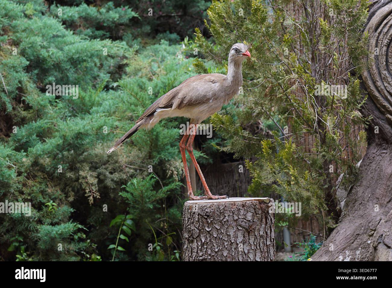 Un Seriema dalle gambe rosse (Cariama cristata) in piedi su un ceppo d'albero in un lussureggiante ambiente forestale, che mostra le sue lunghe gambe rossastre, il corpo snello e il distin Foto Stock