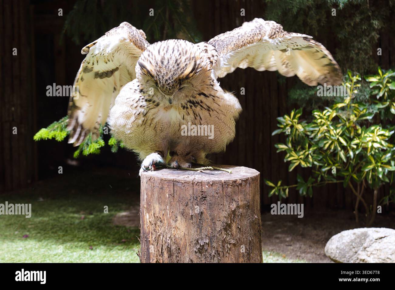 Un gufo di aquila eurasiatica (bubo bubo) arroccato su un ceppo d'albero con le sue ali spalmate, mostrando il suo piumaggio marrone e crema Foto Stock