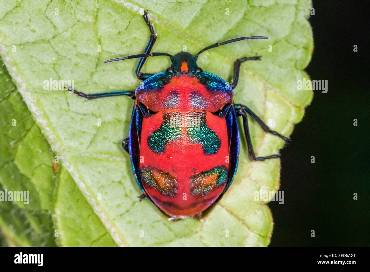 Insetto di arlecchino maschio adulto (Tectocoris diophthalmus) fotografato su una foglia verde a Brisbane, Queensland, Australia. Foto Stock