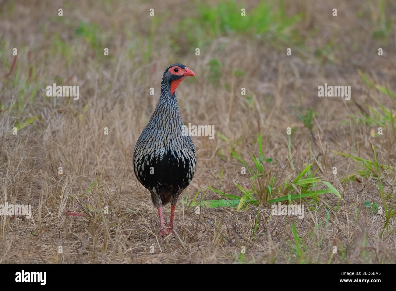 Ritratto da vicino degli speroni dal collo rosso camminando su Sandy Ground in una fattoria di noci di Macadamia, Malawi, Africa Foto Stock