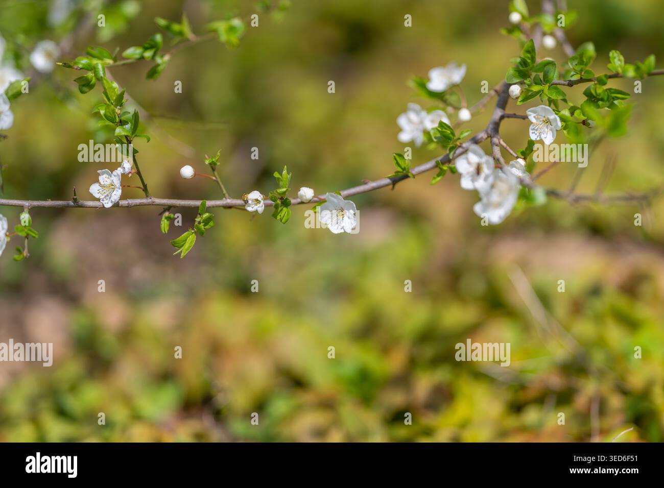 I delicati fiori bianchi esaltano i temi dell'umore delle nozze. I fiori color pastello chiaro lungo i ramoscelli creano un'atmosfera romantica adatta a matrimoni e displ floreali Foto Stock