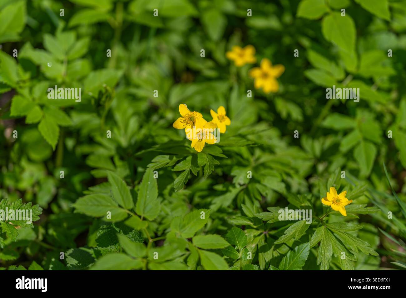 Un unico fiore luminoso in mezzo alle foglie. Fiore dorato solitario con foglie frastagliate. Fiore giallo solitario con fogliame seghettato in un tranquillo ambiente naturale Foto Stock