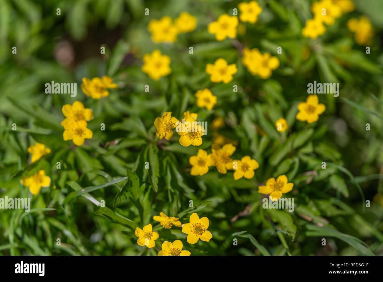 Studio macro del fiore a molla giallo con stami visibili, petali testurizzati, venature a foglia nitide, profondità di campo ridotta, chiarezza scientifica, luce naturale Foto Stock