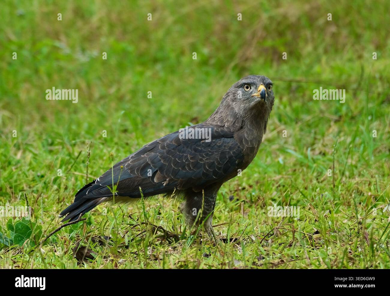 Aquila di serpente a banda Waestern, campagna del Malawi Foto Stock