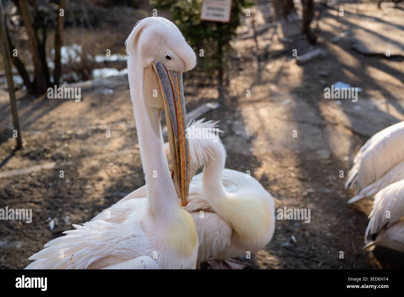 Grande pelicano bianco Pelecanus onocrotalus da vicino con becco lungo e piumaggio pallido nel recinto dello zoo. Animali selvatici in cattività e cura degli animali. Foto Stock