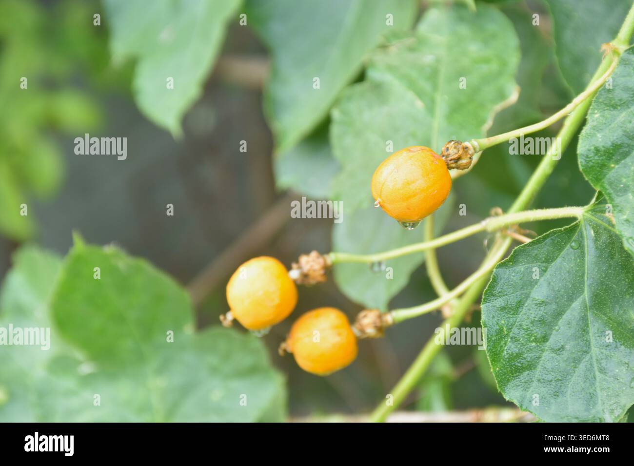 fiori di frutto della passione scarlatto di semi d'arancia o erbe tropicali della passiflora foetida che crescono nel giardino del cortile Foto Stock