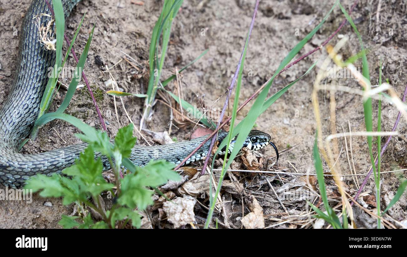 European Grass Snake o Natrix natrix noto anche come serpente ad anelli o serpente d'acqua. semi-acquatica e in genere si trova vicino all'acqua - stagni, laghi e via Foto Stock