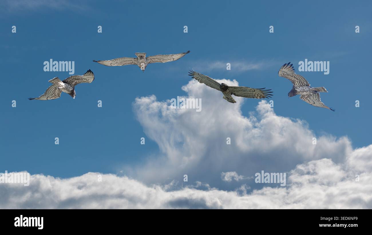 Una composizione che mostra i vari angoli di volo dell'aquila serpente a punta corta che scivola attraverso il cielo blu. I dettagli maestosi e tecnici di un Foto Stock