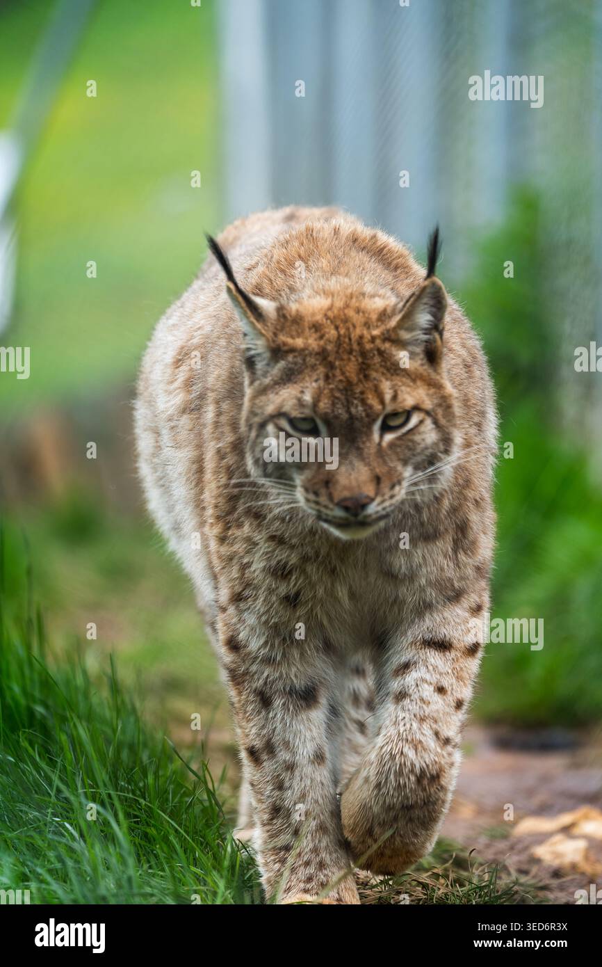 Questo accattivante scatto ravvicinato cattura una potente lince a metà corsa, muovendosi attraverso un lussureggiante fogliame verde. Il suo sguardo accattivante e attento e il ricco marrone-gre Foto Stock