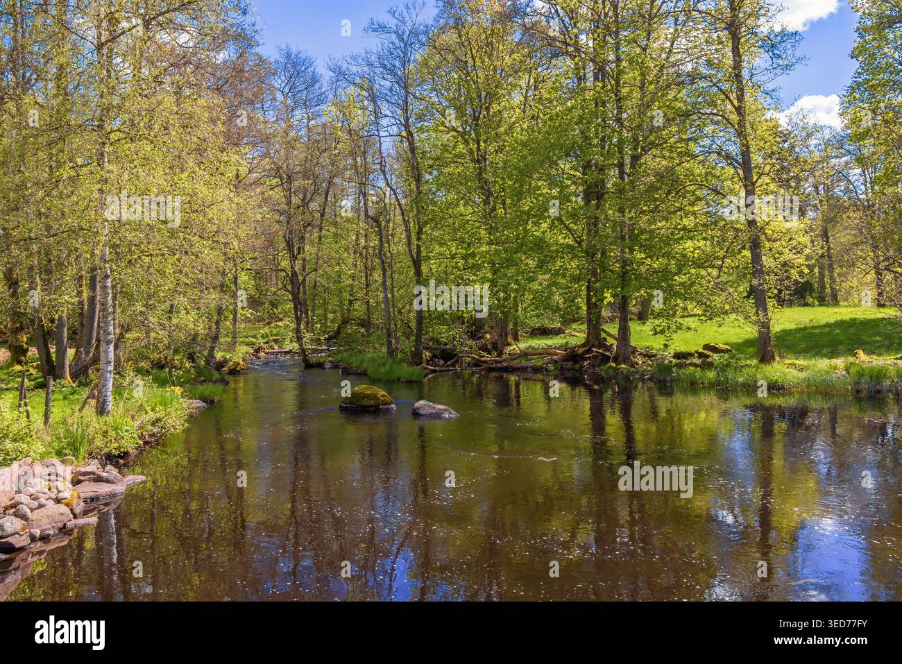 In un lussureggiante bosco verde in primavera Foto Stock