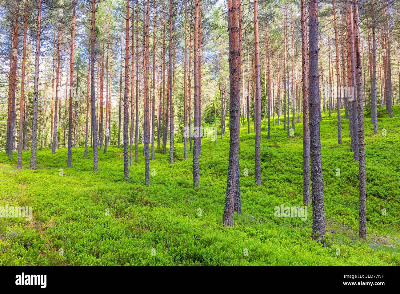 Discesa in un bosco di pini con arbusti verdi sul fondo della foresta in estate Foto Stock
