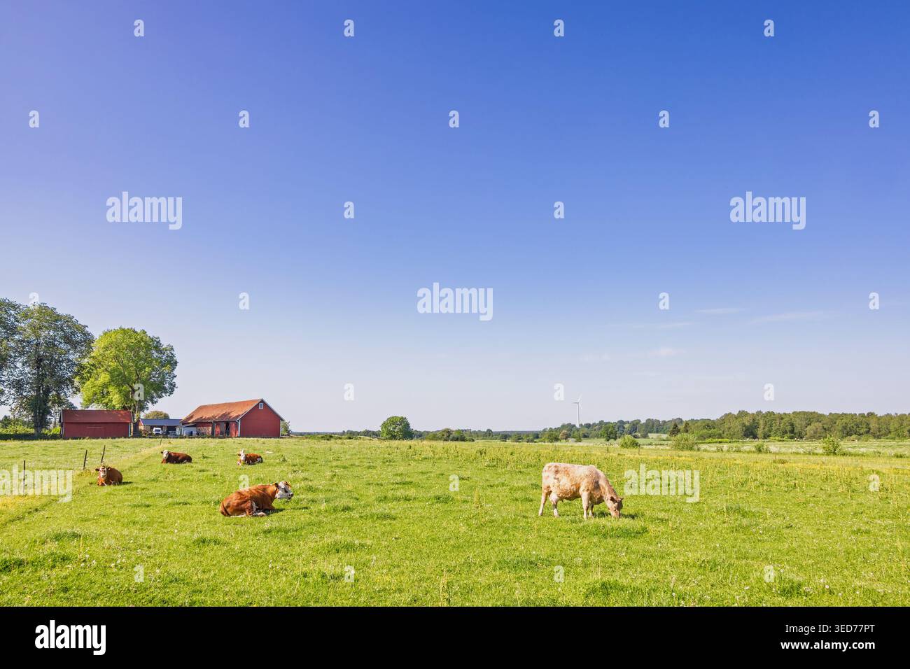Cattles pascolano su un prato erboso vicino a un fienile rosso in campagna Foto Stock