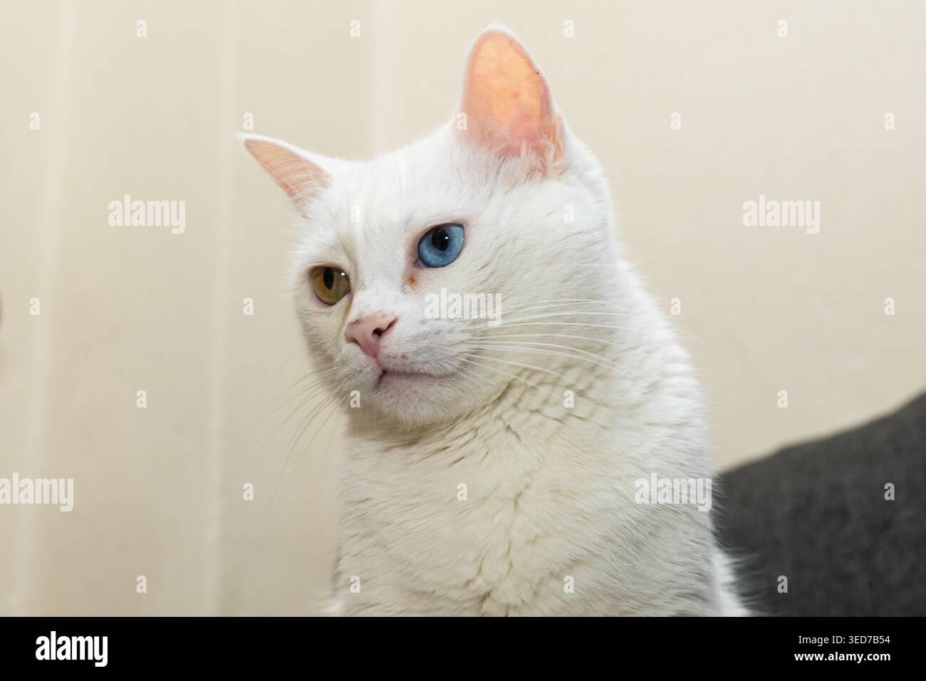 Un gatto bianco con occhi di colore diverso (eterocromia), dall'aspetto penoso ed elegante in un profilo laterale sotto un'illuminazione soffusa. Foto Stock