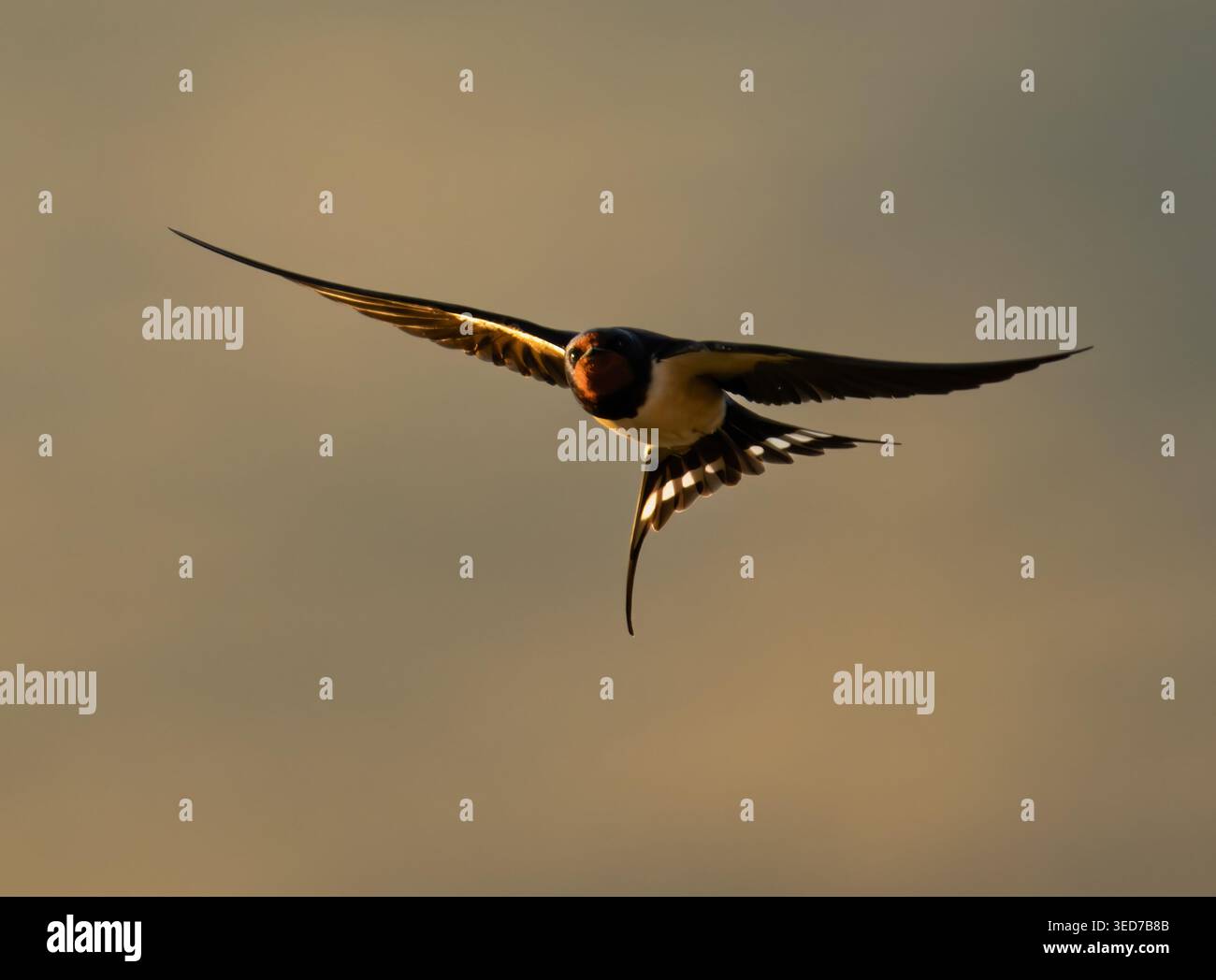 Rondine (Hirundo rustica) hawking per insetti alla luce del sole serale, Isola di Mull, Scozia Foto Stock