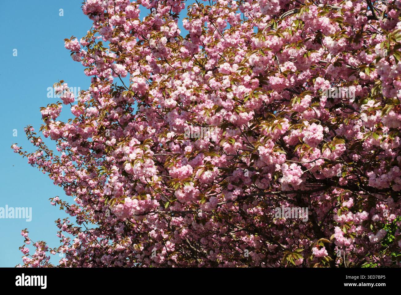 I ciliegi esplodono di fiori rosa, creando un'incredibile dimostrazione di bellezza primaverile. Foto Stock
