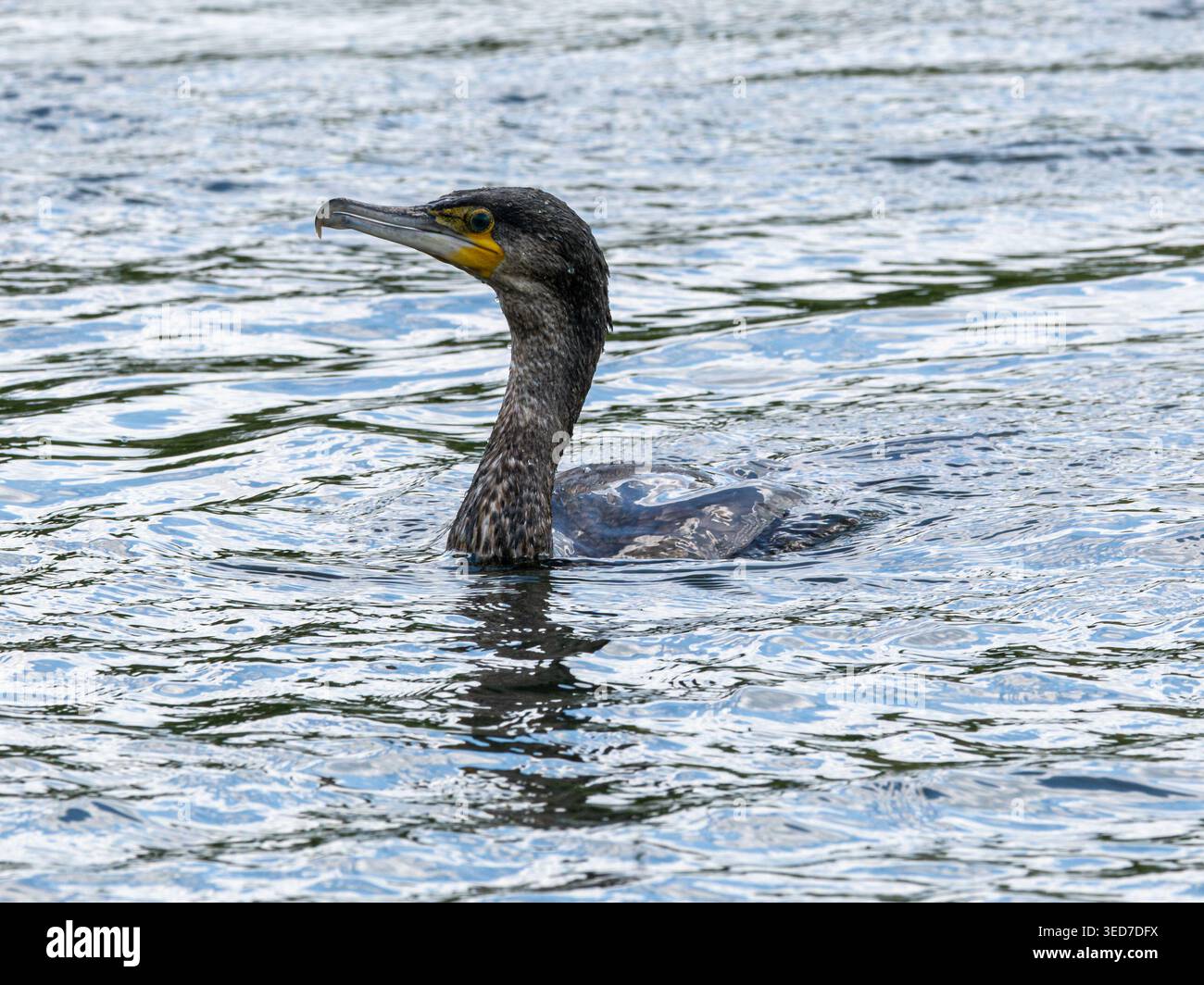 Cormorano (Phalacrocorax carbo), un grande uccello d'acqua nero che nuota in un canale, Inghilterra, Regno Unito Foto Stock