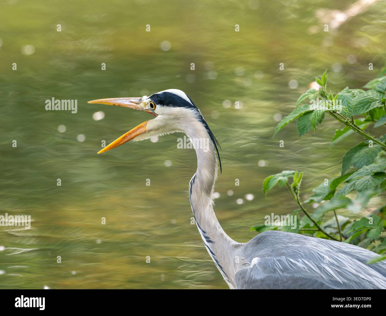 Aironi grigi (Ardea cinerea) accanto a Basingstoke Canal, Hampshire, Inghilterra, Regno Unito, con banconota lunga aperta Foto Stock