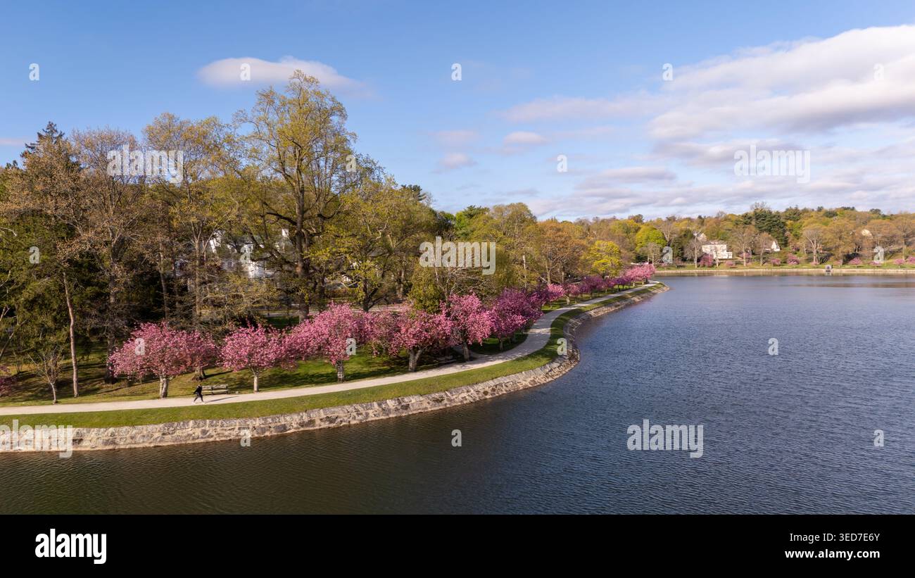 Vista aerea del lago artificiale Brookline con fiori di ciliegio rosa lungo il sentiero pedonale e il muro di pietra a Brookline, Massachusetts, United St Foto Stock