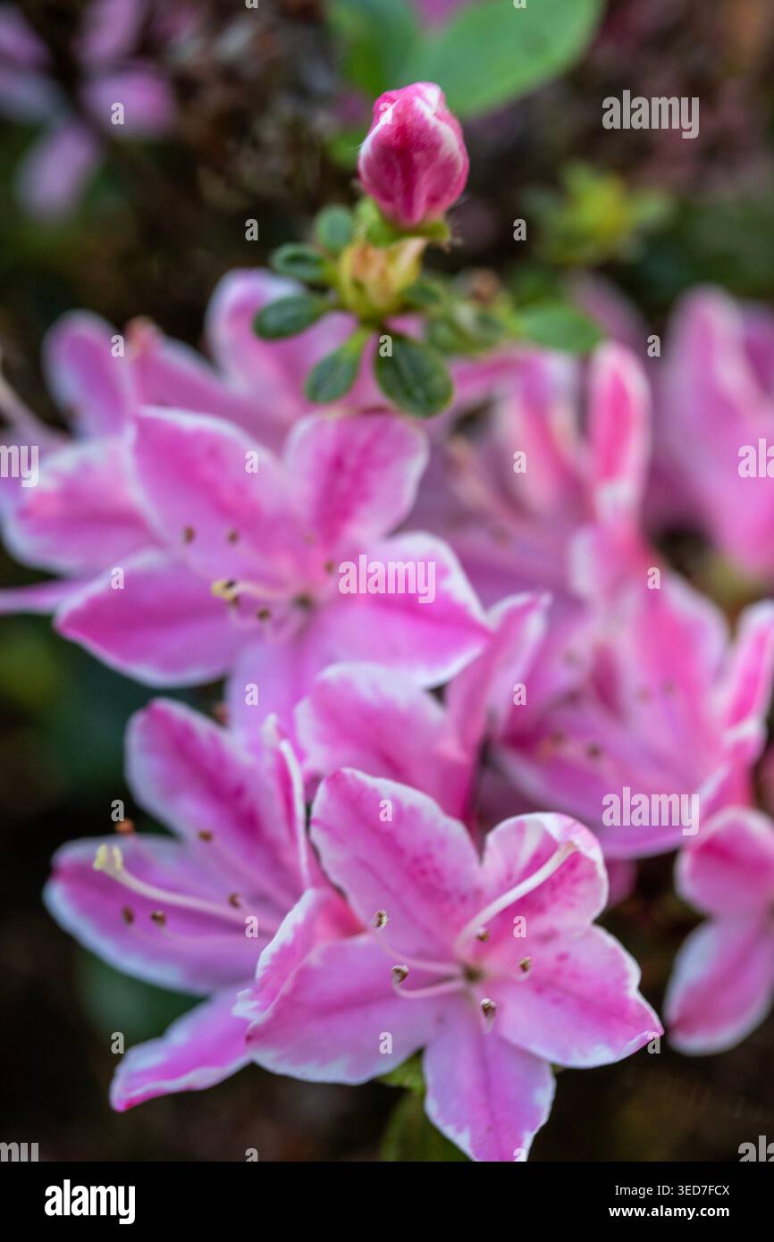 Ravvicinato naturale delle piante in fiore della splendida rosa di Kermesinum del Rhododendron, sotto il soffice sole primaverile. intrigante, intrigante, coinvolgente, avvincente Foto Stock
