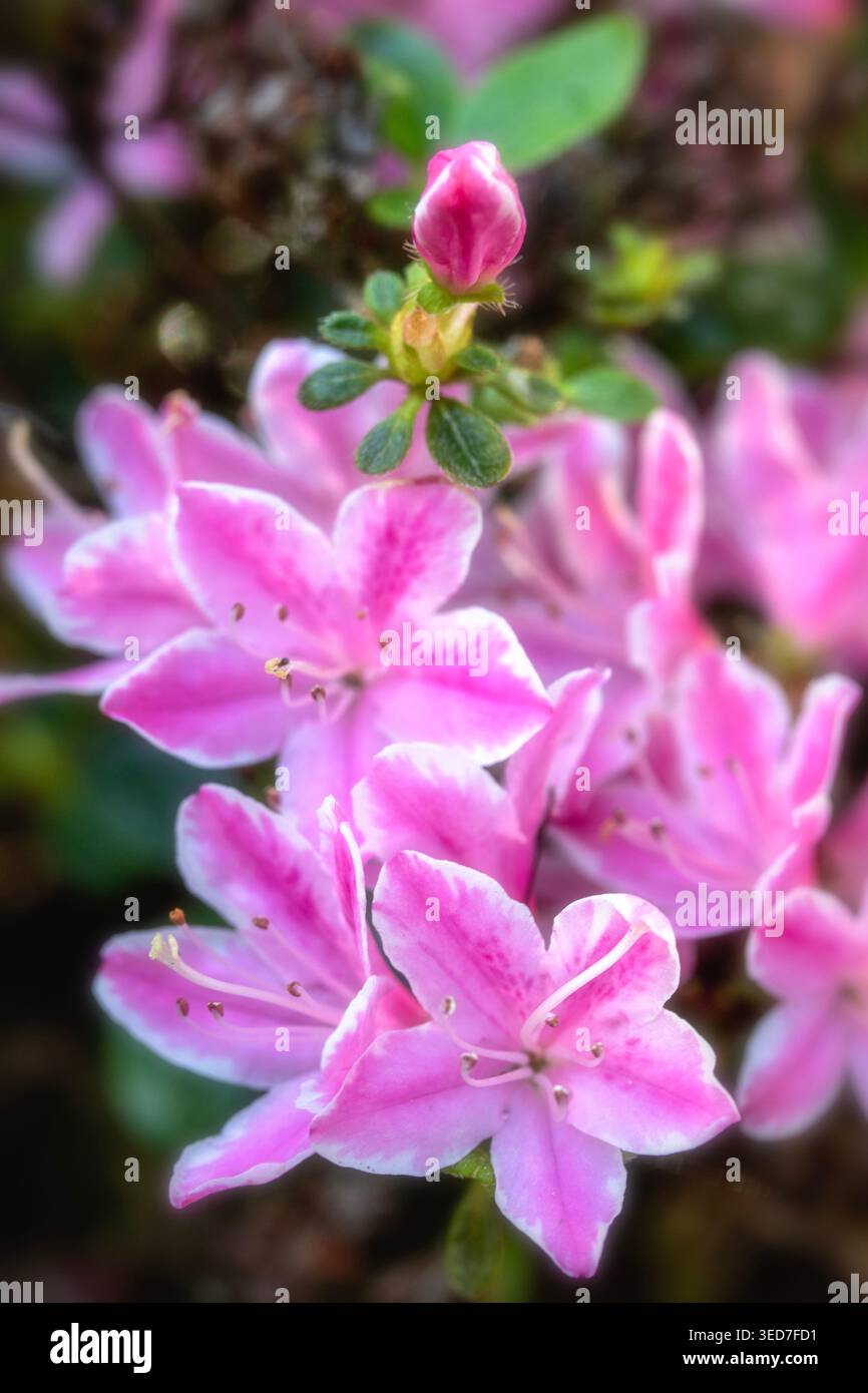 Ravvicinato naturale delle piante in fiore della splendida rosa di Kermesinum del Rhododendron, sotto il soffice sole primaverile. intrigante, intrigante, coinvolgente, avvincente Foto Stock