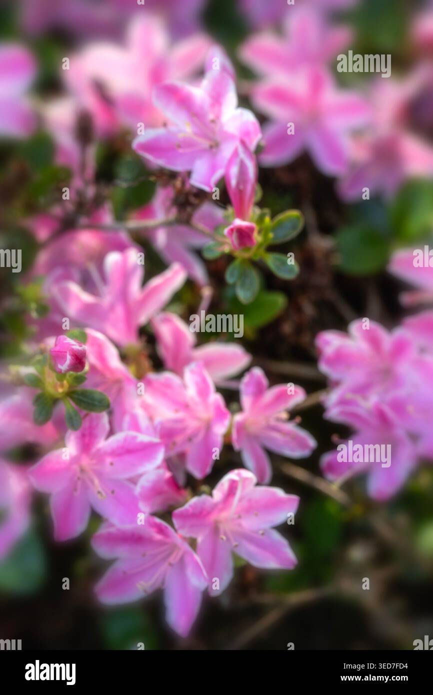 Ravvicinato naturale delle piante in fiore della splendida rosa di Kermesinum del Rhododendron, sotto il soffice sole primaverile. intrigante, intrigante, coinvolgente, avvincente Foto Stock