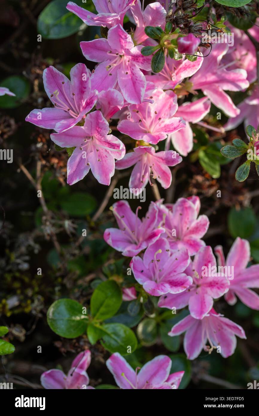 Ravvicinato naturale delle piante in fiore della splendida rosa di Kermesinum del Rhododendron, sotto il soffice sole primaverile. intrigante, intrigante, coinvolgente, avvincente Foto Stock