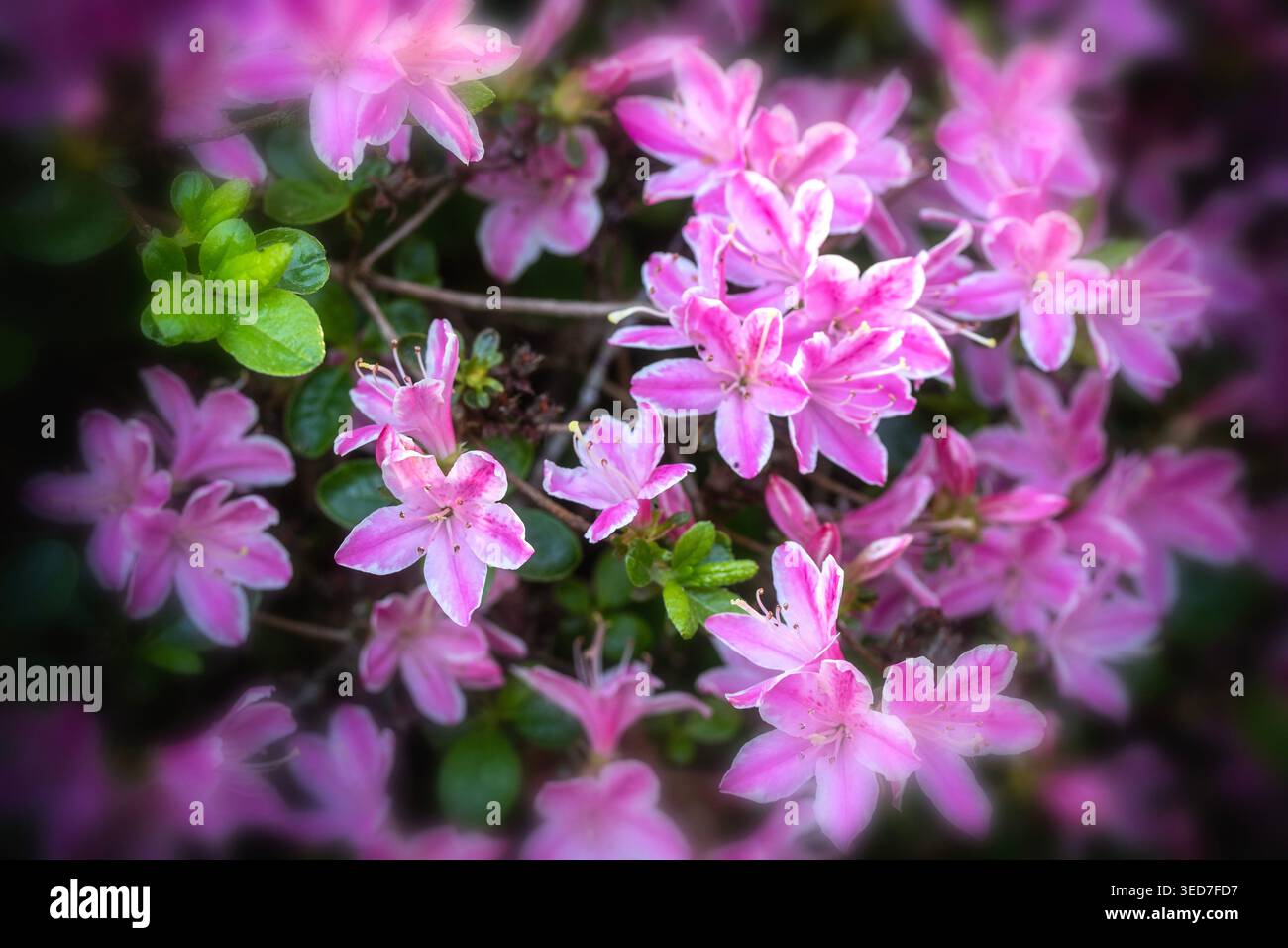 Ravvicinato naturale delle piante in fiore della splendida rosa di Kermesinum del Rhododendron, sotto il soffice sole primaverile. intrigante, intrigante, coinvolgente, avvincente Foto Stock