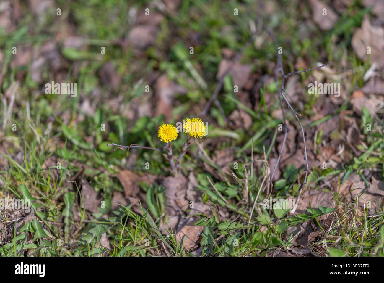 Due fiori selvatici gialli a terra circondati da muschio e foglie morte, erba morbida, toni terrosi attenuati, bassa profondità di campo, basso angolo V Foto Stock