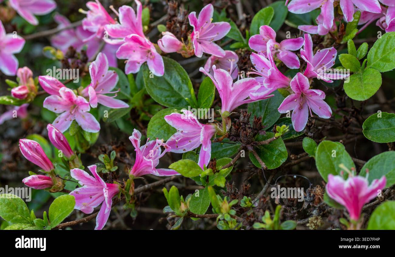 Ravvicinato naturale delle piante in fiore della splendida rosa di Kermesinum del Rhododendron, sotto il soffice sole primaverile. intrigante, intrigante, coinvolgente, avvincente Foto Stock