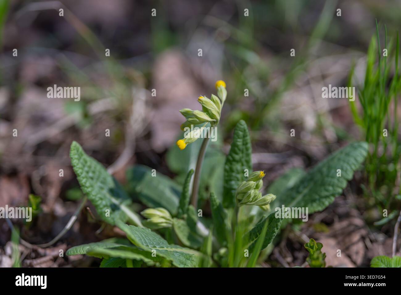 Fiore di vitello giallo in rosetta, soffice pavimento boschivo, bassa profondità di campo, lettiera a foglia a chiazze, luce primaverile, delicati petali a forma di campana Foto Stock