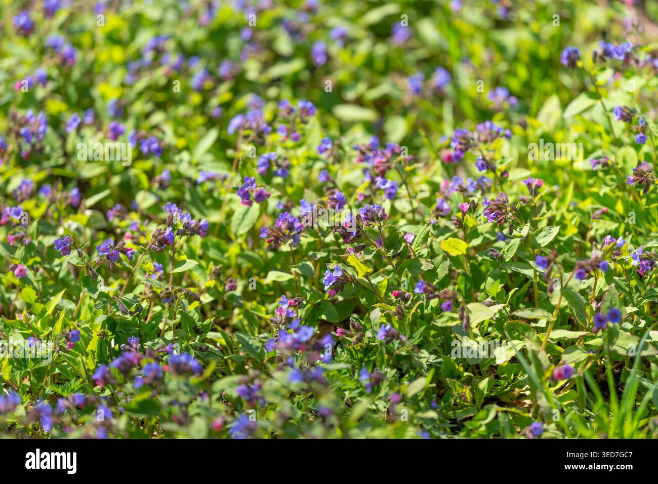 Soleggiato studio botanico traccia violette fiorire, composizione osservazionale della copertura del suolo, prospettiva ravvicinata di riferimento, contesto naturale di habitat per identi Foto Stock