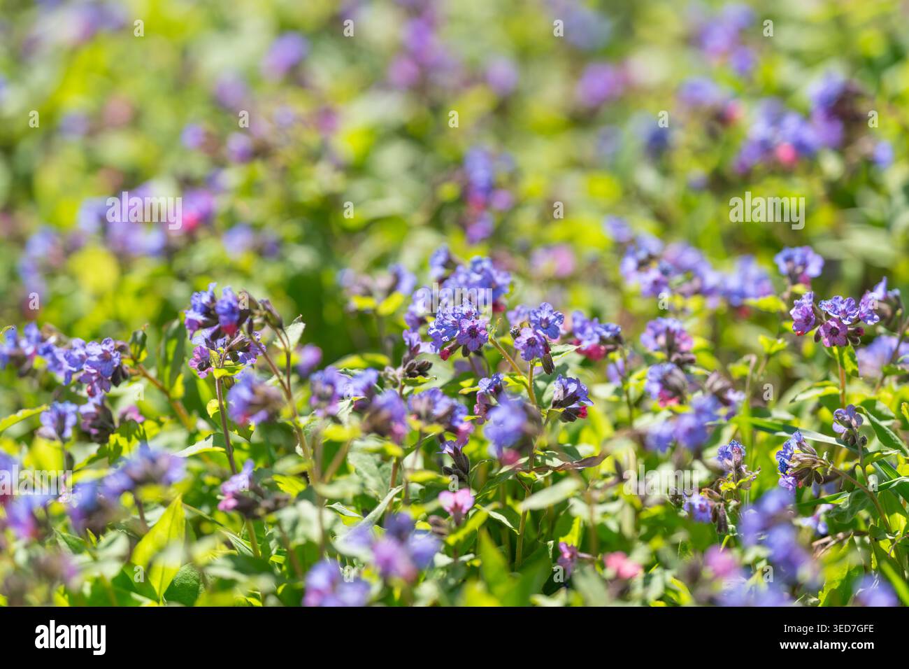 Campo di fiori viola adagiato dal sole, densa copertura del terreno di piccole fioriture blu-viola sotto un'immagine luminosa, trasmette ricchezza dell'habitat e abbondanza stagionale Foto Stock